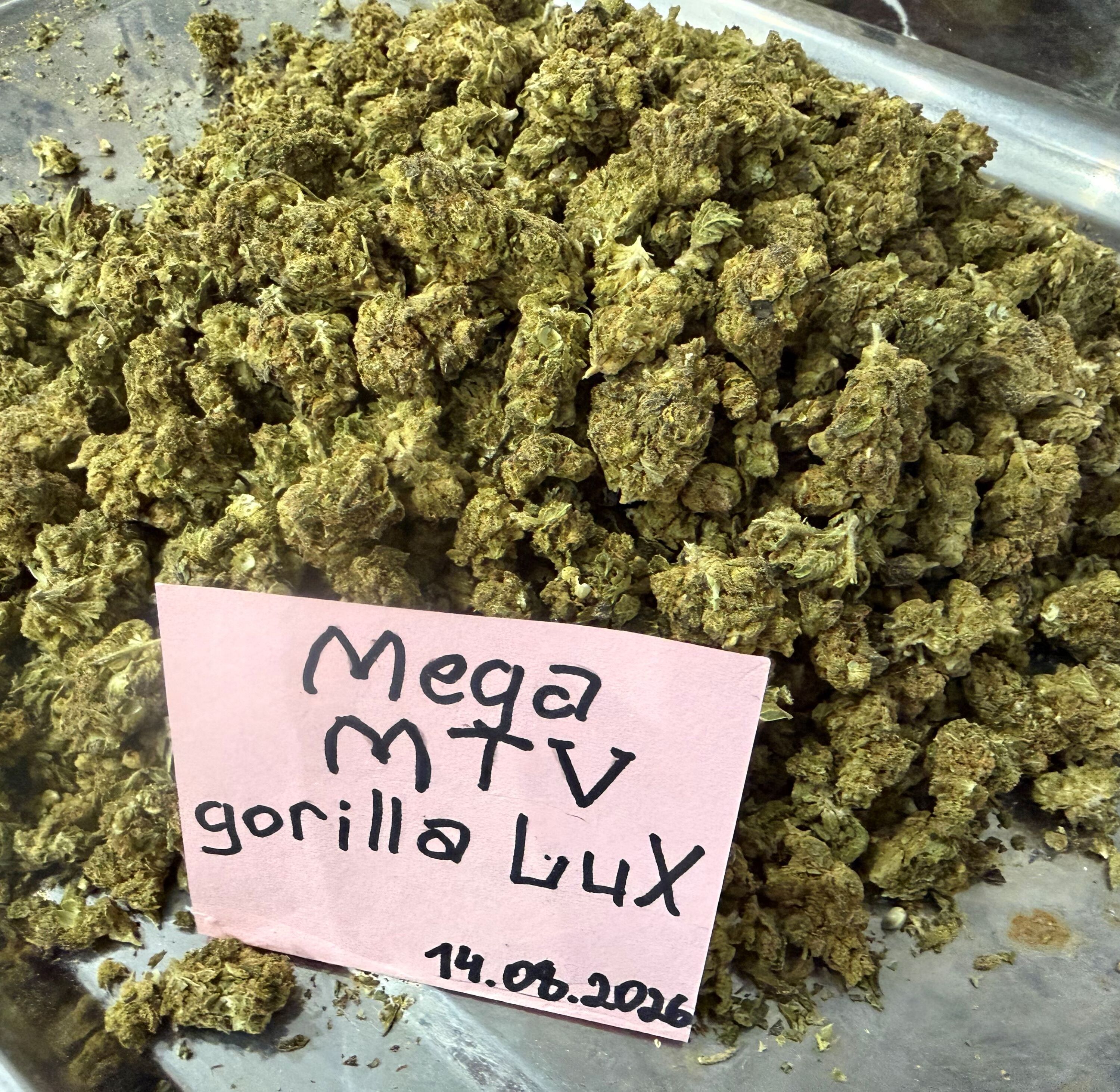 gorilla lux