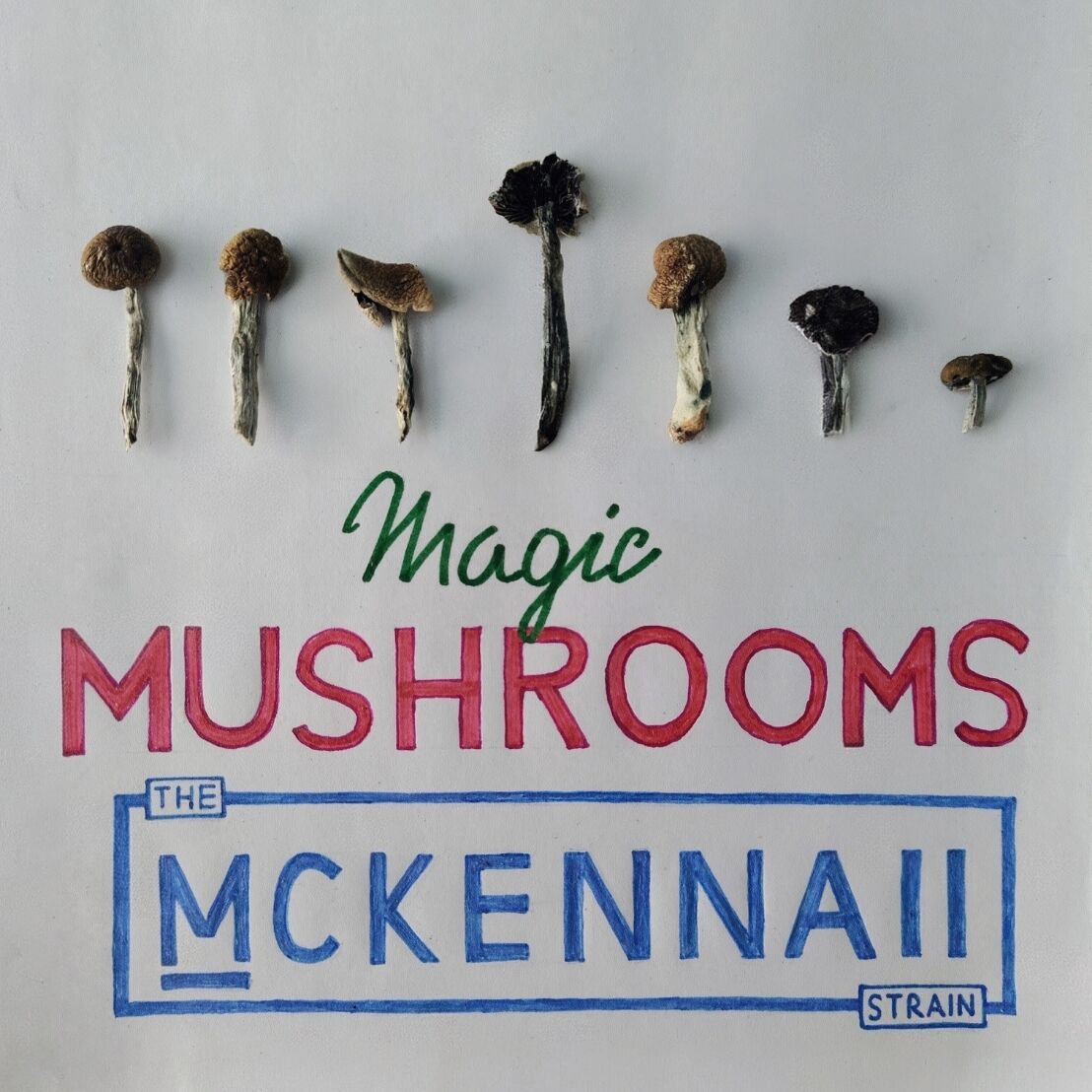 Грибы McKennaii VHQ