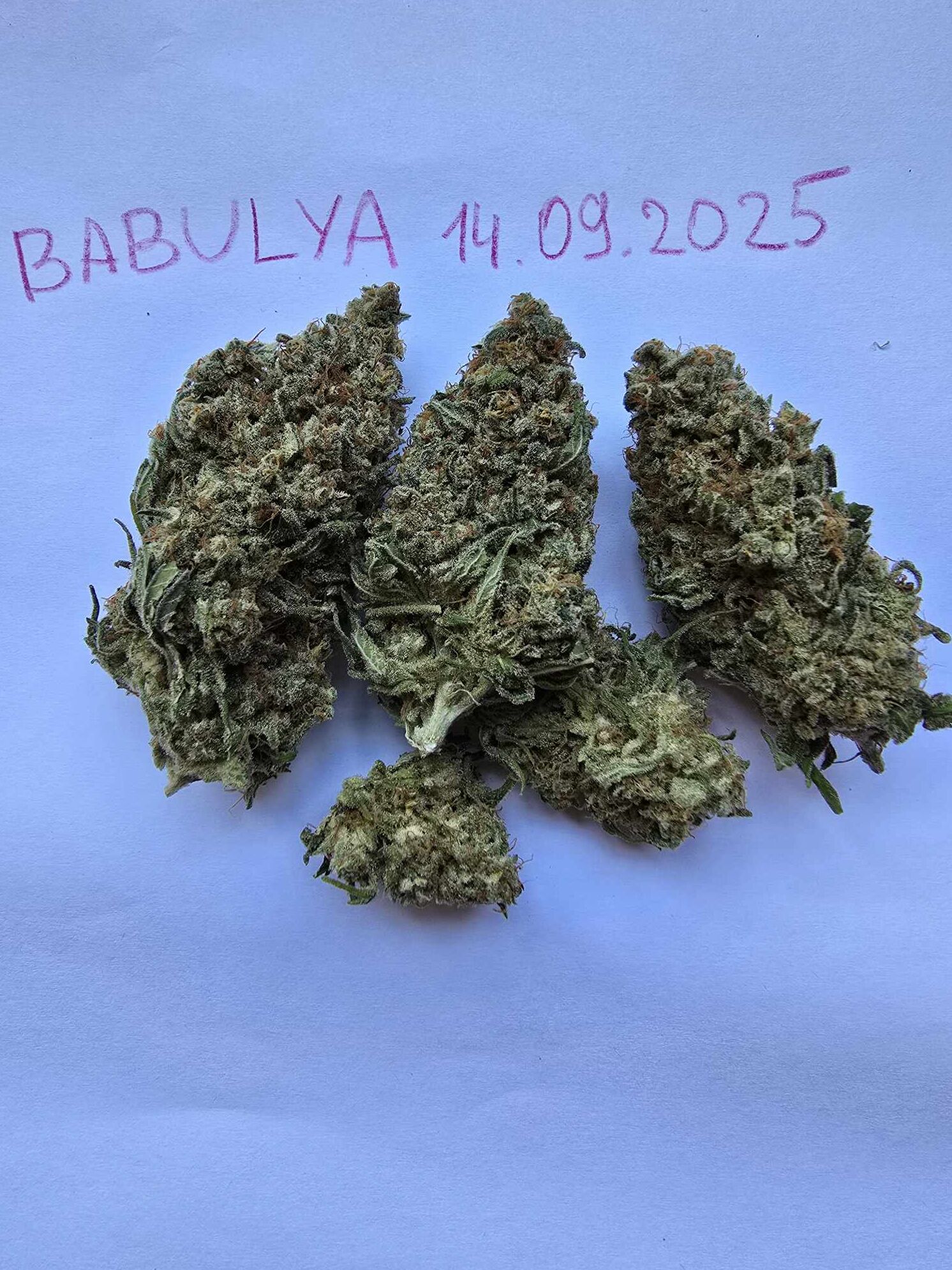 Шишки Haze #1