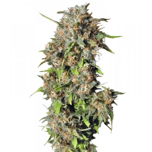 Outdoor PabloEscobar