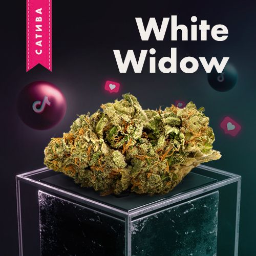 White Widow | 🆂