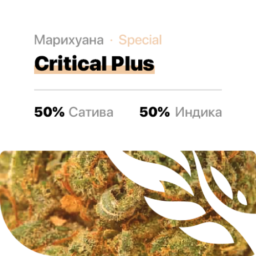Critical Plus