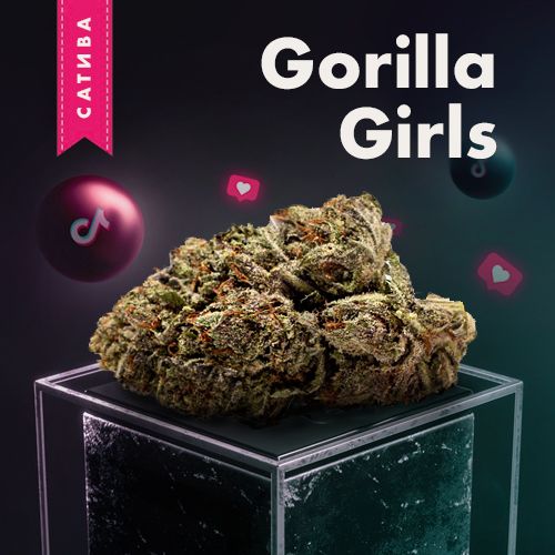 Gorilla Girls | 🆂