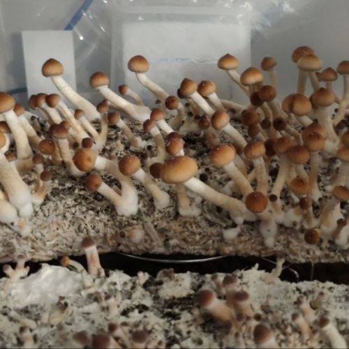Psilocybe Orissa