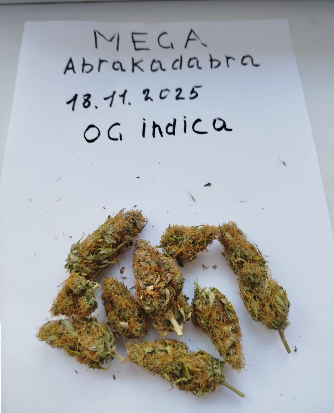 auto OG indica