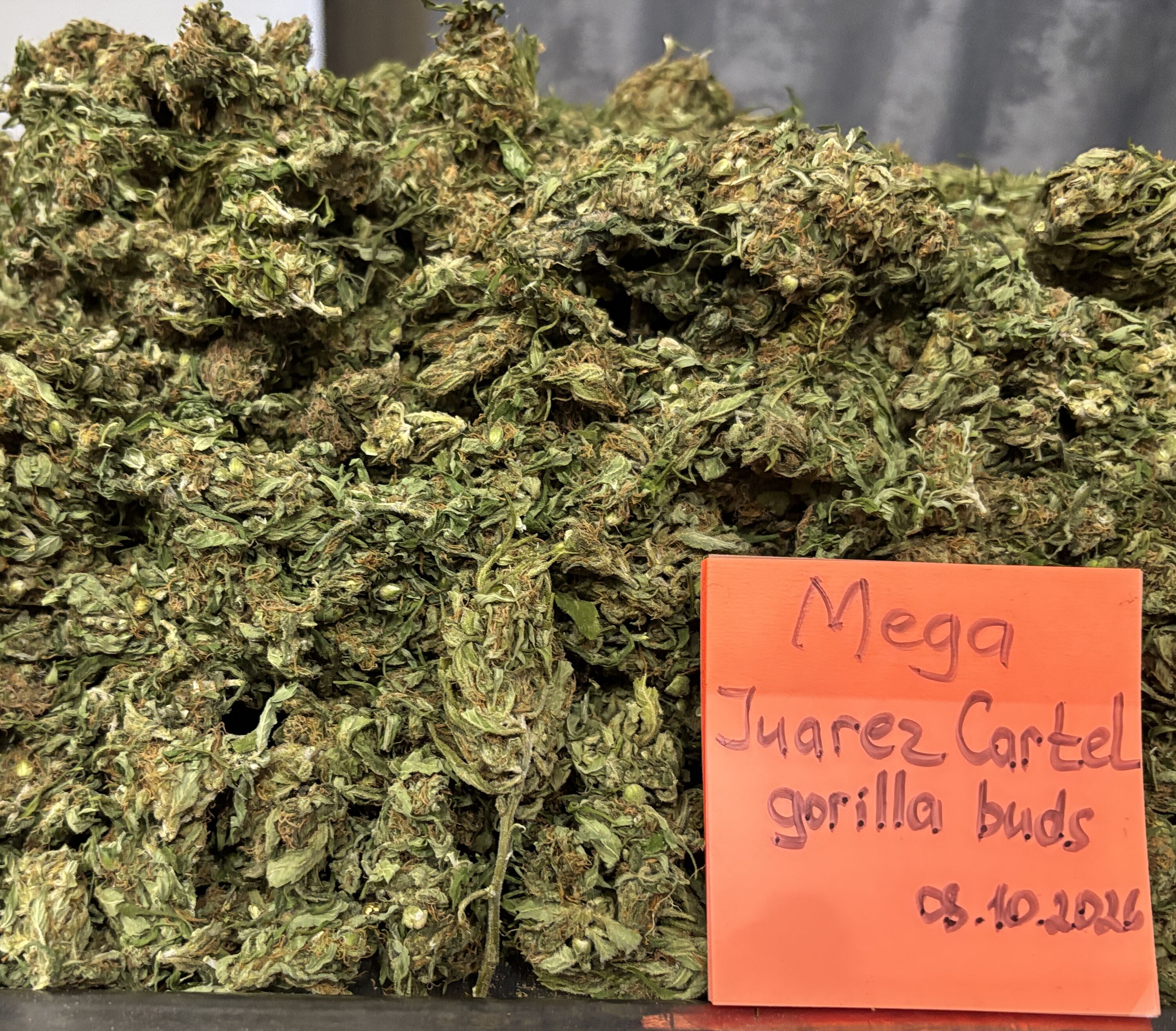 Gorilla Buds
