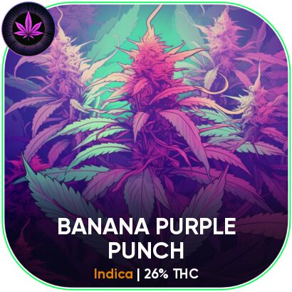 BANANA PURPLE PUNCH