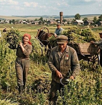 Шишка "Комсосолец"